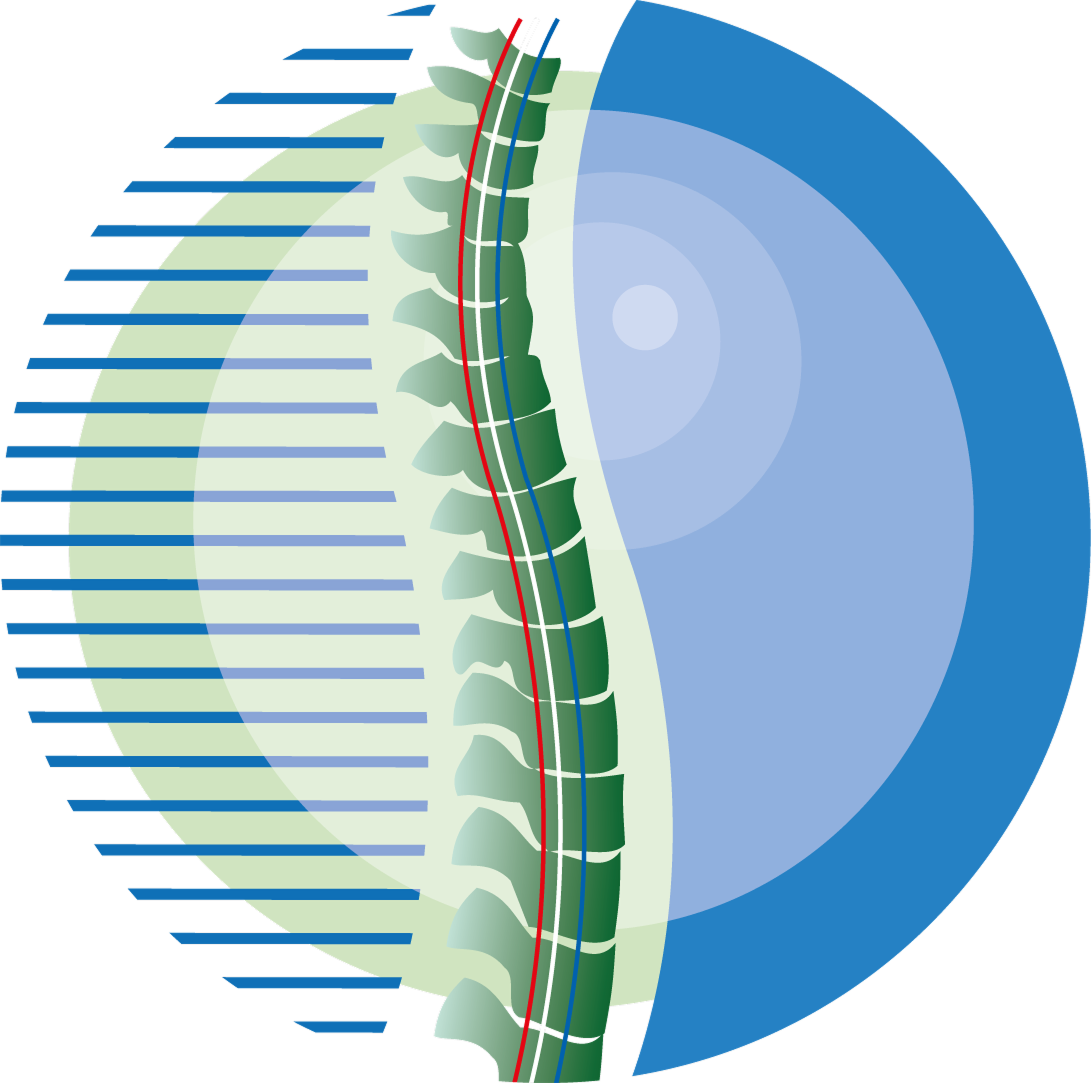 bowman-spine 1